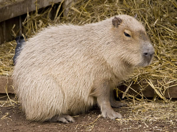 review_20131125_capybara_1.jpg